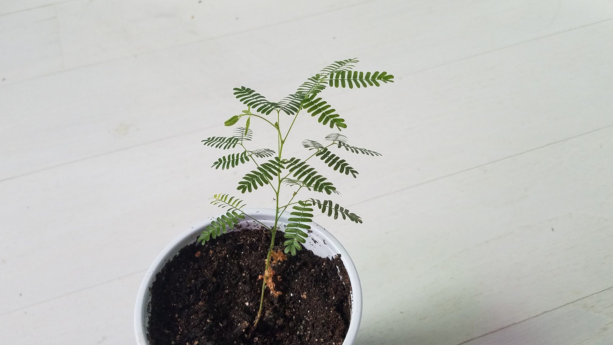 Купить Черенок Mimosa Hostilis plant Jurema, Tenuiflora