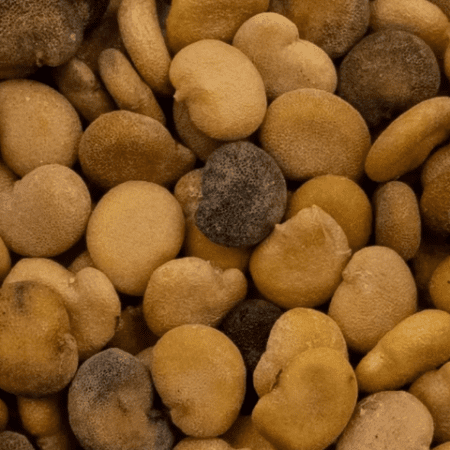 Купить семена Мандрагора (Mandragora Autumnalis)