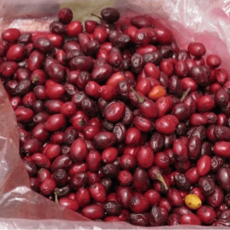 Купить Семена коки (Erythroxylum coca) 100 штук