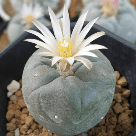 Купить Кактус пейот лофофора (Lophophora frici) 150 грамм