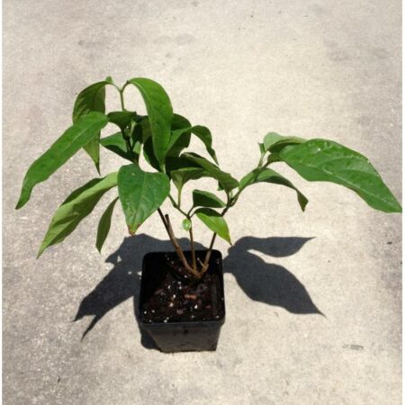 Купить черенок banisteriopsis caapi живое растение