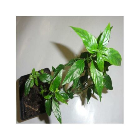 Купить черенок Justicia Pectoralis var. Stenophylla