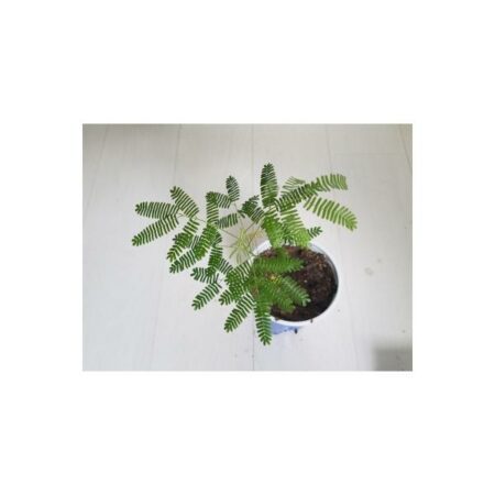 Купить черенок Mimosa Tenuiflora (Jurema)