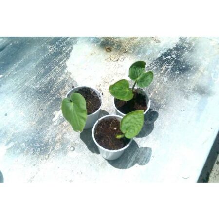 Купить черенок Piper Methysticum (Kava Kava) “Moi Strain”