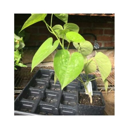 Купить черенок Rivea Corymbosa (Ololiuqui)