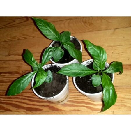 Купить черенок Tabernaemontana Undulata