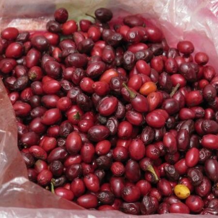 Купить Семена коки (Erythroxylum coca) 25 штук