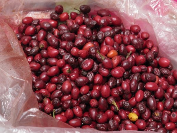 Купить Семена коки оптом от 100 штук