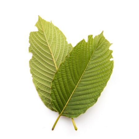 Купить Сухие листья кратом (Mitrogyna Speciosa)