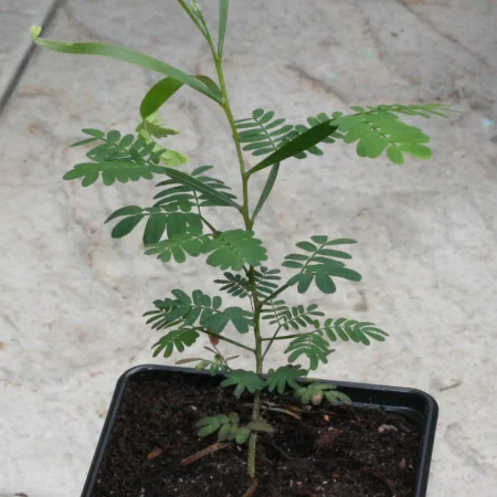 Купить Черенок Acacia Maidenii (Maiden’s Wattle)