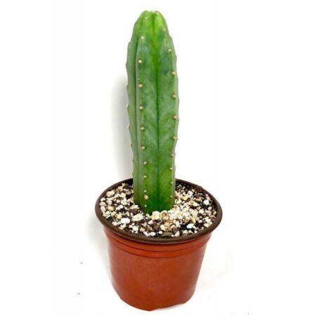 Купить Живой Кактус Trichocereus Bridgesii (Achuna cactus)