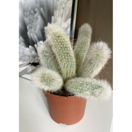 Купить кактус обезьяний хвост Cleistocactus Winteri (Hildewintera Colademononis)