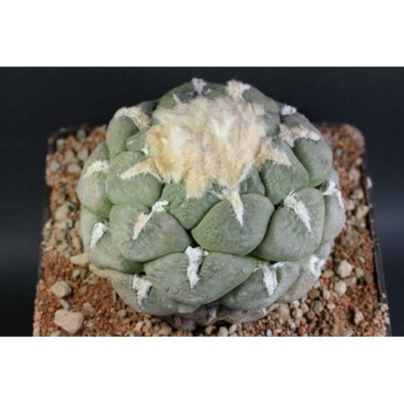 Купить Семена Ariocarpus lloydii