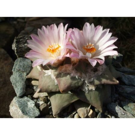 Купить Семена Ariocarpus retusus 2.0