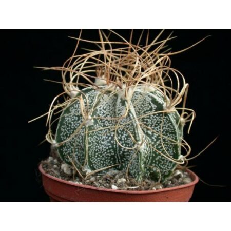 Купить Семена Astrophytum crassispinoides
