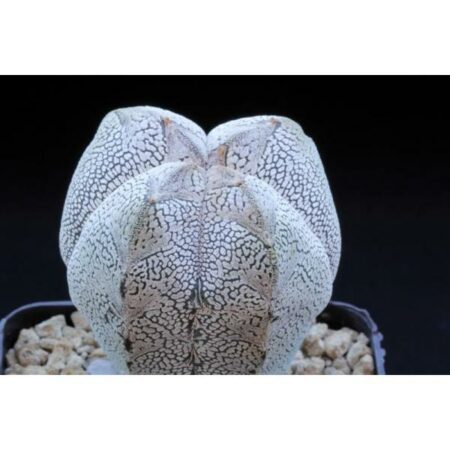 Купить Семена Astrophytum myriostigma cv. Onzuka