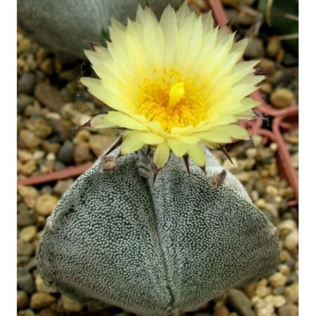 Купить Семена Astrophytum myriostigma v. tricostatum cv. Bohumil Schutz