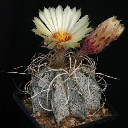 Купить Семена Astrophytum niveum flavispina