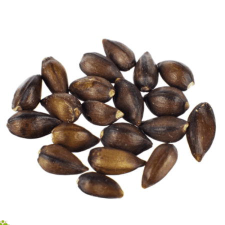 Купить Семена Хвойник китайский (Ephedra Sinica) seeds