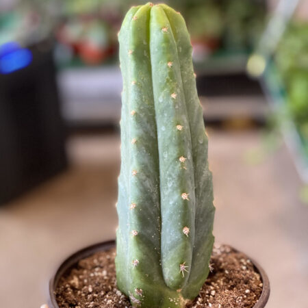 Купить живой кактус San Pedro | пудра | экстракт | сан педро сухой